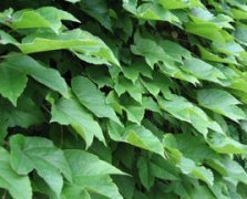 中草藥之巴山虎