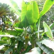 中草藥之芭蕉油