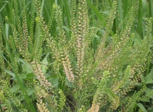 獨(dú)行菜的圖片