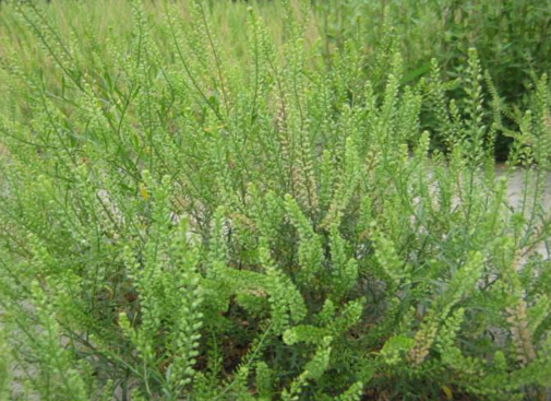 獨(dú)行菜的圖片