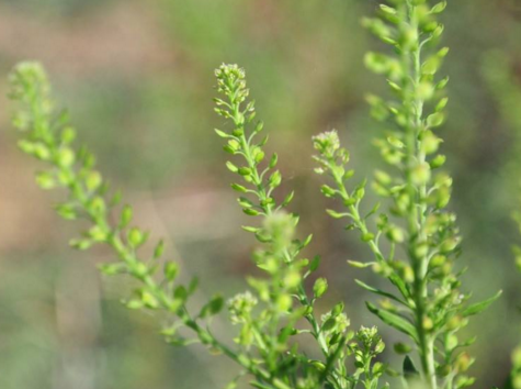 獨(dú)行菜的圖片