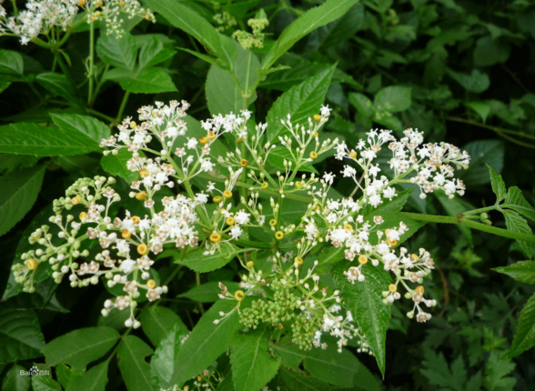 飲食手冊:蒴藋不僅可藥用,用以食療更是一種難得的美味!