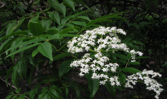 中草藥蒴藋的藥理作用及其附方大全!