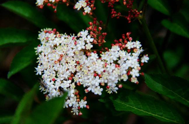 中藥材血滿草與吐血草的差異性比較!