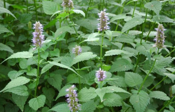 中醫(yī)說健康：想要輕松度長夏首選三款清暑化濕湯！