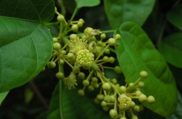 中成藥中，有哪些是用到中藥酸藤果的？