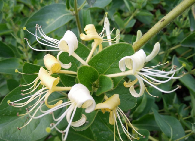 火鍋吃多了上火怎么辦?巧食金銀花幫助去火