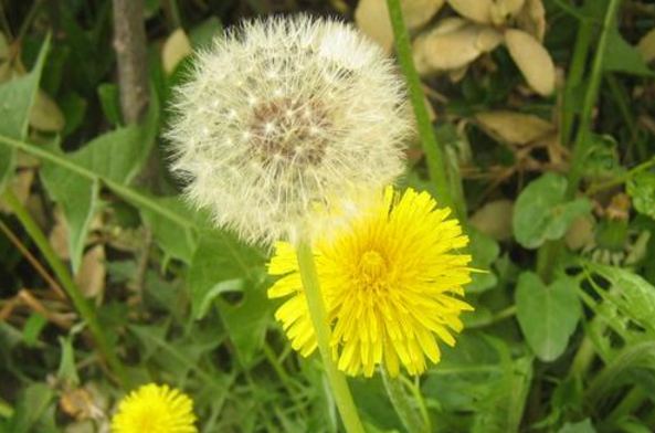 沒(méi)想到從小吹到大的蒲公英竟是春季最好的“排毒草”！