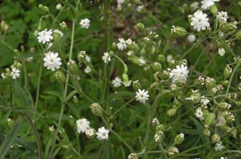 女婁菜生境分布及其原植物形態(tài)！