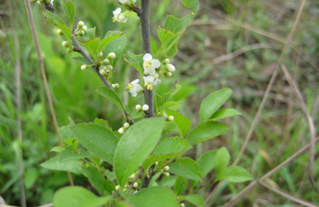 五香草的功效與作用