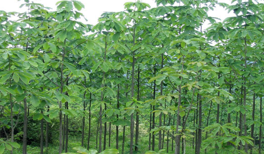 厚樸的原植物形態(tài)