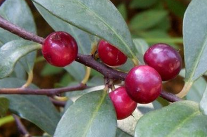 酸藤果的性狀鑒別