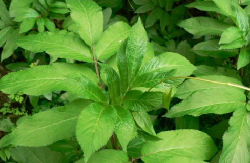 蒴藋的形態(tài)特征