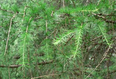 樸松實的原植物形態(tài)
