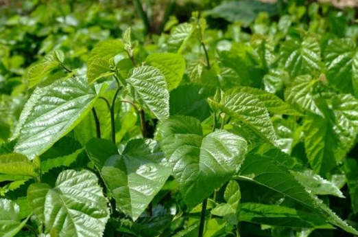 中老年人多喝桑葉茶，有助于養(yǎng)生保健，延年益壽！