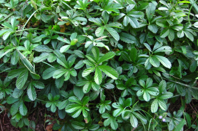 中藥五爪風(fēng)的植物形態(tài)