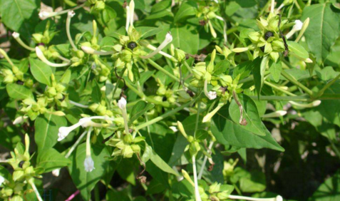 茉莉根麻醉有多厲害？中藥茉莉根麻醉的優(yōu)點