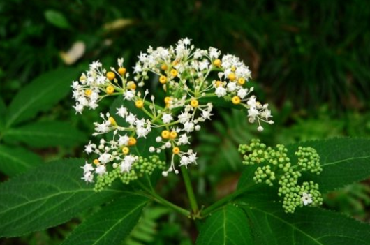 蒴藋膏的中藥配方組成