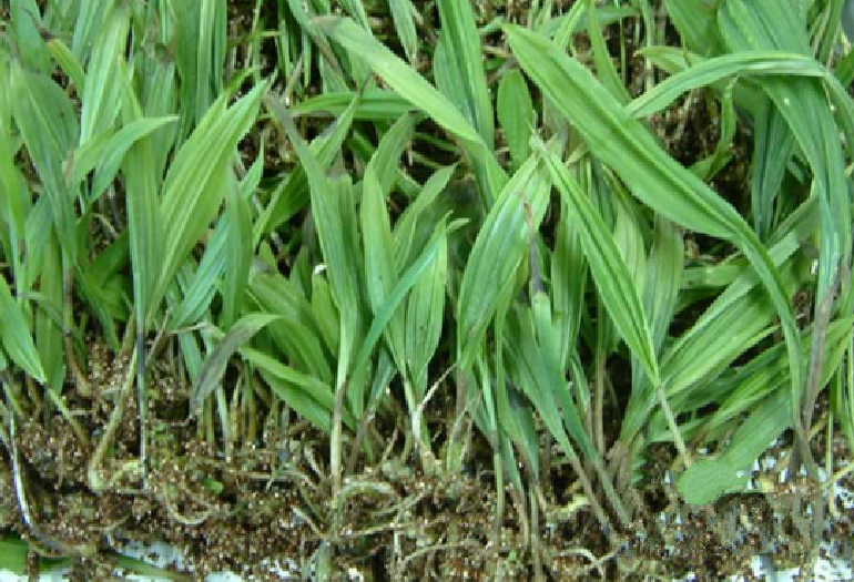 草貝母的藥材性狀鑒別