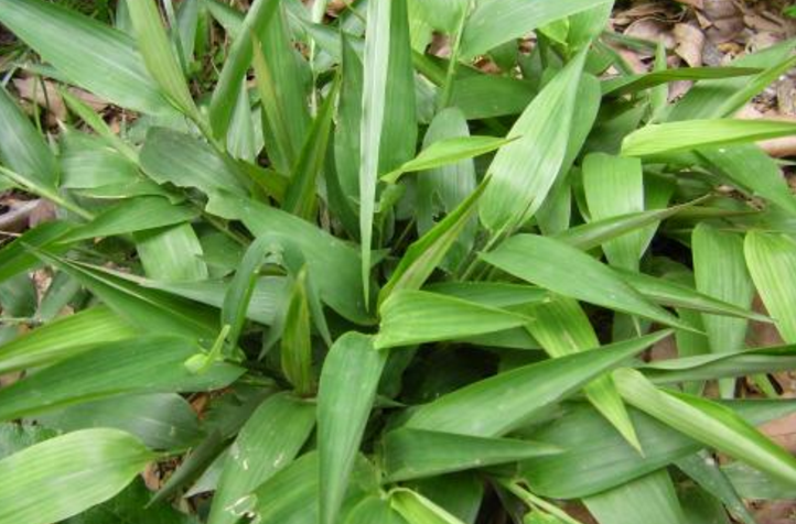 揭秘：古裝劇里的墮胎神藥碎骨子竟是用來騙人的把戲！