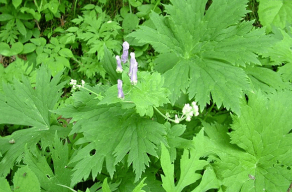 中藥雪山一支蒿的常用急救處理方法及其藥理作用研究！
