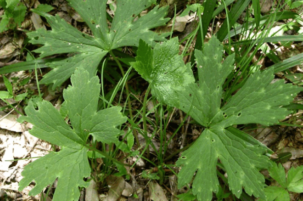 雪山一支蒿的藥材性狀鑒別