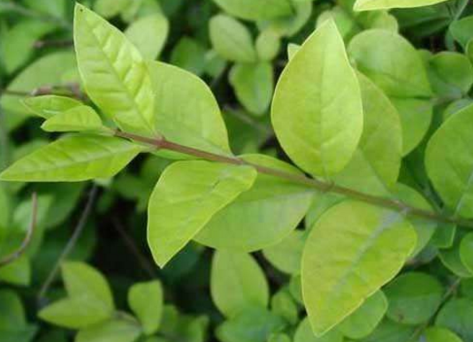 女貞葉的藥材性狀鑒別