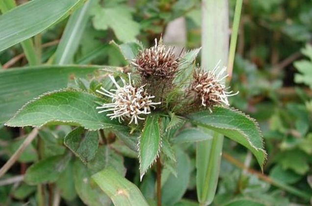蒼術(shù)─茅蒼術(shù)的生長(zhǎng)環(huán)境及其分布
