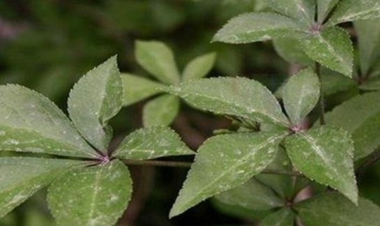 老中醫(yī)精選關(guān)于五爪風(fēng)的最實(shí)用的五爪風(fēng)偏方集錦!