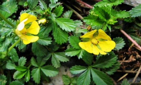 老中醫(yī)精選關(guān)于五爪風(fēng)的最實(shí)用的五爪風(fēng)偏方集錦!