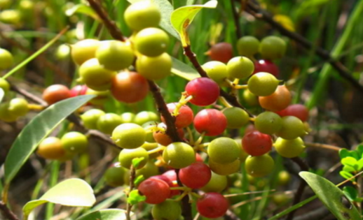 酸藤果治療牙齦出血有奇效,你對酸藤果的功效了解多少呢?