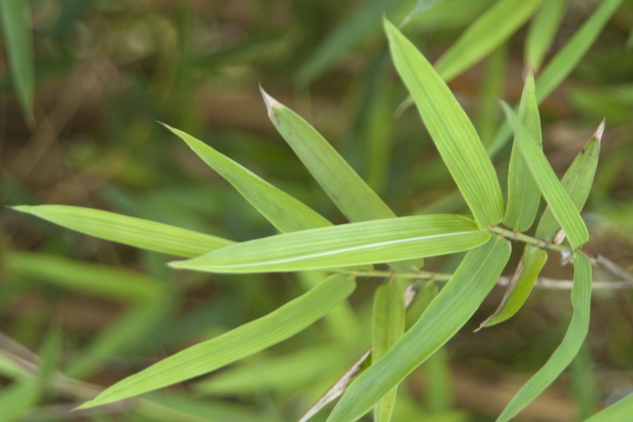 中藥碎骨子的功效與作用有哪些?孕婦能吃嗎? 碎骨子的生長環(huán)境及其分布