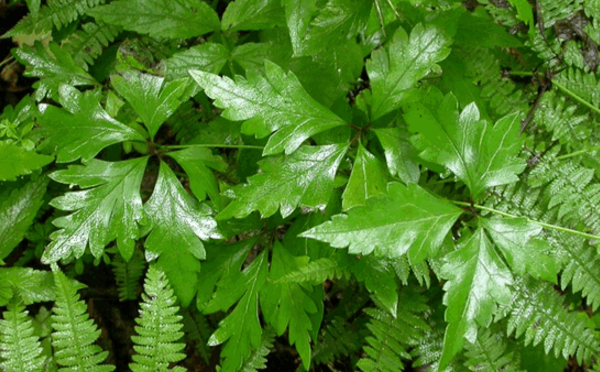 中藥雪山一支蒿的中毒機(jī)理及臨床急救方法! 雪山一支蒿的功效與作用