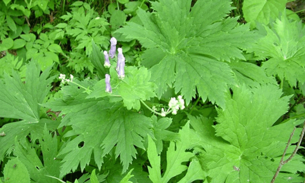中藥雪山一支蒿的中毒機(jī)理及臨床急救方法! 雪山一支蒿的生長環(huán)境及其分布