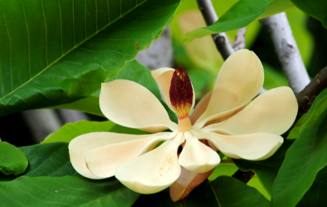 白術(shù)藿香湯的圖片！