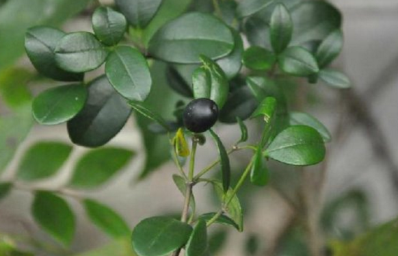 中醫(yī)推薦自制風(fēng)傷藥酒外敷能促進骨折愈合! 風(fēng)傷藥酒的中藥材介紹