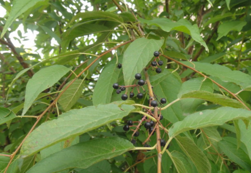 暴馬子的生長(zhǎng)環(huán)境