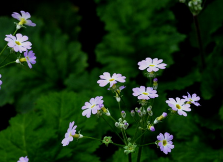 中藥報(bào)春花的圖片及其報(bào)春花的功效與作用! 報(bào)春花的生長環(huán)境