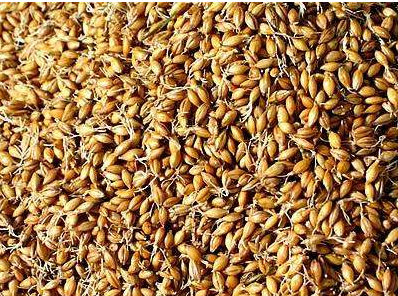 中藥方劑白術(shù)八寶丹的配方組成及白術(shù)八寶丹的功效與用法! 中藥麥芽