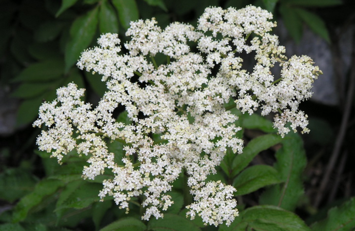 針對(duì)中藥血滿草提取物抗炎鎮(zhèn)痛作用的研究! 中藥血滿草的圖片