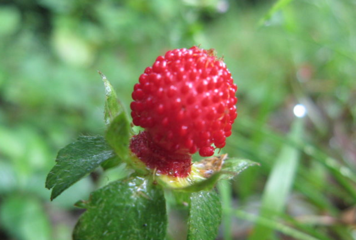 刺莓果的藥材性狀