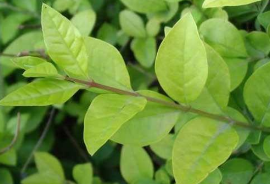 女貞葉的藥用價(jià)值