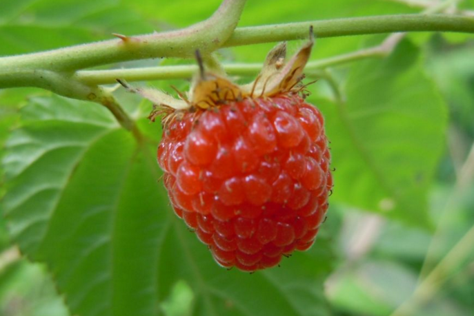 刺菠的藥材性狀