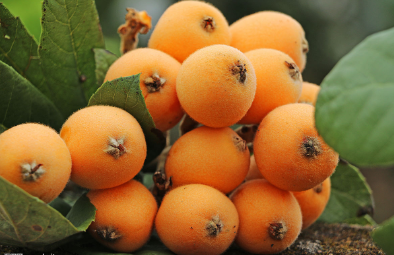 中藥方劑白扁豆散的用法用量及白術散的功效與運用！