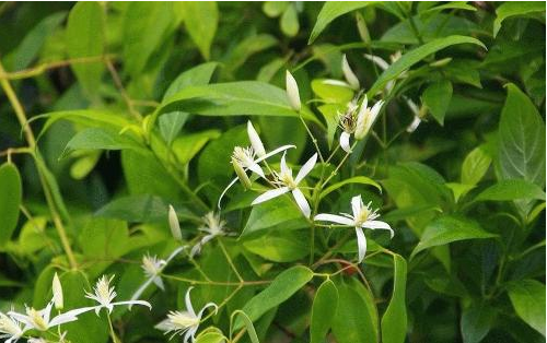 治療風(fēng)熱感冒,甘草配薄荷效果更好哦 甘草