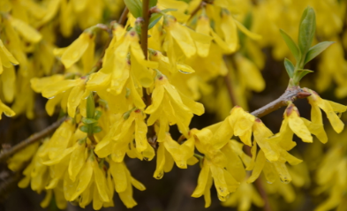 中藥方劑除風(fēng)清脾飲的用法用量及除風(fēng)清脾飲的功效與運(yùn)用! 方劑除風(fēng)清脾飲中藥連翹