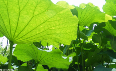 荷葉竟有這樣神奇的功效,能夠防治心血管疾病。 荷葉照片