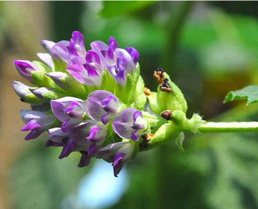 男人補(bǔ)腎壯陽,中醫(yī)推薦補(bǔ)骨脂藥膳 補(bǔ)骨脂花