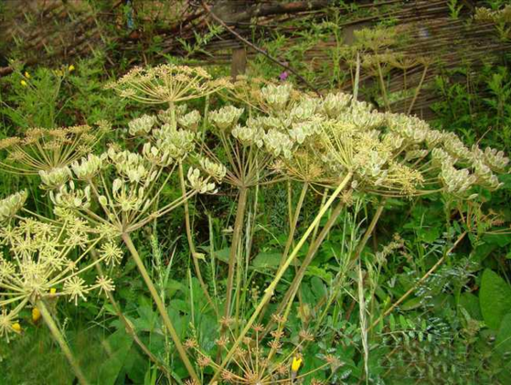 治療風寒濕痹,中藥獨活泡酒喝有療效 獨活花