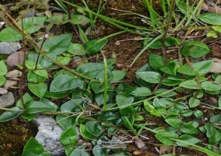 中藥材百靈草的圖片及其百靈草的主治! 百靈草的生長(zhǎng)環(huán)境